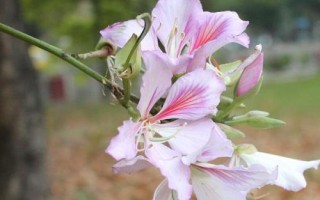 紫荊花的花語(yǔ)，寓意繁榮、壯觀、奮進(jìn)