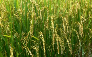 贛73優(yōu)明占水稻品種簡介，全生育期為154.8天