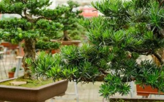 怎么養(yǎng)珍珠羅漢松，掌握根系和葉片的比例可提高成活率