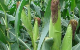 黃羊168玉米種子介紹，4月中旬播種