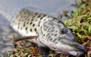 狗魚的生活習(xí)性，我國有黑斑狗魚和白斑狗魚兩種