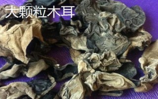 大顆粒木耳與小木耳的區(qū)別，前者稱為春耳、后者稱為秋耳