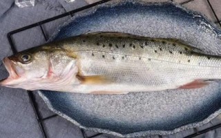 海鱸魚的價格，批發(fā)價格一般10-15元一斤