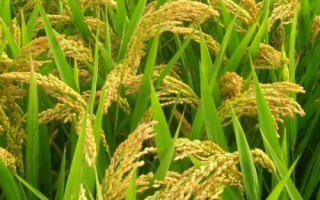 我國水稻之父是指，袁隆平院士被譽(yù)為“雜交水稻之父”