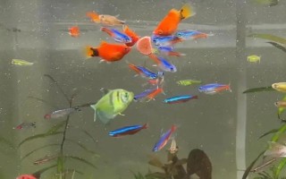 熱帶魚(yú)水渾濁怎么辦，需要給它適當(dāng)換水