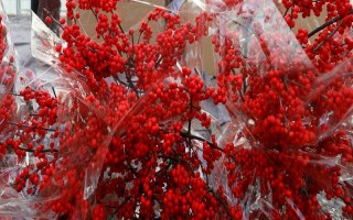 北美冬青好不好養(yǎng)，北美冬青好養(yǎng)
