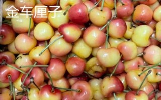 金車?yán)遄优c普通車?yán)遄拥膮^(qū)別，顏色、大小和口感均不同