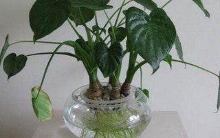 滴水觀音的施肥方式，在生長期施氮磷鉀復(fù)合肥最為合適