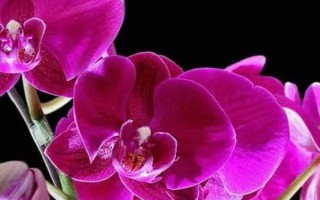蝴蝶花有什么花語，具有請(qǐng)思念我、沉默的愛等寓意