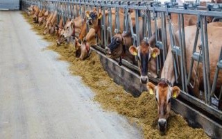 喂牛最佳飼料配方，配制原料主要包括玉米、豆粕和麥麩