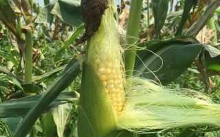 墾單10號玉米品種的特性，在適應(yīng)區(qū)5月5日-10日播種