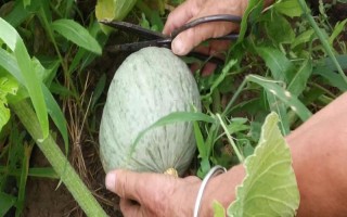 南瓜的種植方式，選擇4月至5月之間進(jìn)行栽種