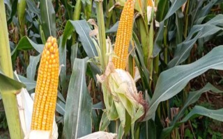 金輝玉809玉米種子特征特性，大喇叭口期防治玉米螟