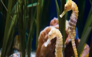 10種動物的繁殖方式，不同種類的繁殖方式各有差異