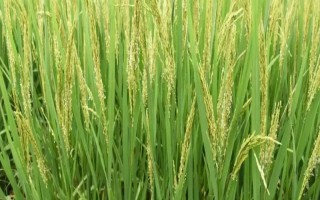 陵兩優(yōu)69水稻種子簡介，3月下旬-4月初播種