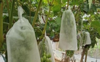 葡萄的套袋方法，噴完藥等水分干燥后要立刻套袋