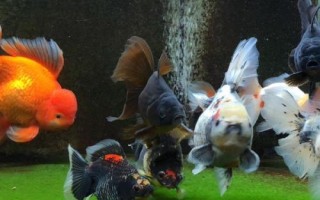 養(yǎng)魚可以用什么水，井水、江河湖水、泉水都可以