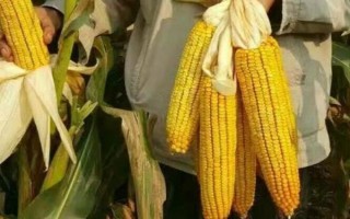 金科玉68玉米種子簡(jiǎn)介，平均生育期143.7天