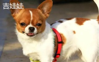 有哪些短毛大型犬，包括大丹犬、杜賓犬、羅威納犬等品種