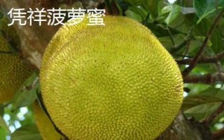 廣西崇左市的特色水果，扶綏甘蔗、上龍西瓜都很有名氣
