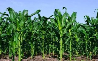 甜加糯916玉米種子介紹，每畝種植3000-3200株
