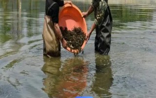春季怎么養(yǎng)殖河蟹，連續(xù)遇到陰雨天氣時(shí)要增加池水深度