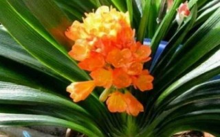 君子蘭夾箭花腐爛了的處理方法，需立即修剪腐爛的花箭