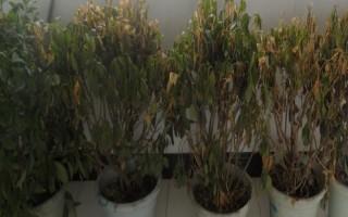 如何救活凍傷的植物，需要根據(jù)不同狀況作出相應(yīng)的措施