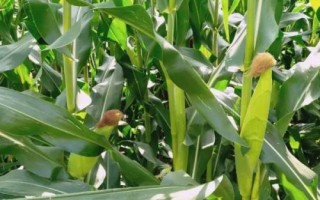 圳甜6號(hào)玉米種子介紹，春植生育期78天