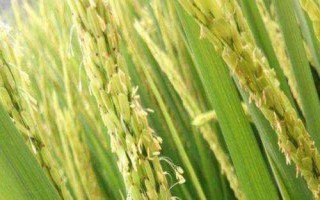 華中優(yōu)9326水稻種子特征特性，高抗白葉枯病(1級(jí))