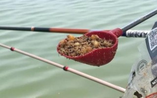 河里釣翹嘴魚(yú)用什么打窩最好，建議用嫩玉米粒、酒糟、豆粕等