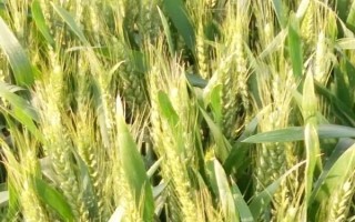 津強12號小麥種子特征特性，冬前整地達到播種狀態(tài)