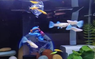 為什么新魚入缸老魚會死，可能是水質(zhì)不好或感染病菌所致