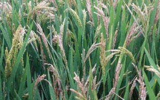 呈兩優(yōu)607水稻品種的特性，全生育期133.2天