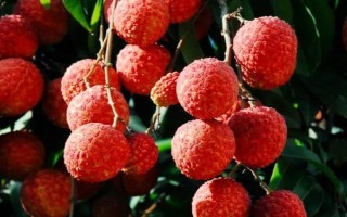 荔枝什么品種產(chǎn)量最高，這8個(gè)品種畝產(chǎn)均可達(dá)3000斤左右
