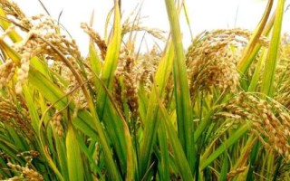 薈豐優(yōu)533水稻種子介紹，每畝有效穗數(shù)17.4萬