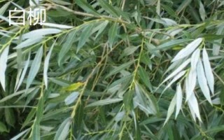 柳樹有哪些品種，包括旱柳、垂柳、白柳、爆竹柳等種類