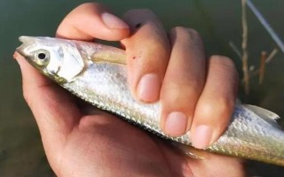 釣白條魚可以用什么餌料，腥餌還是香餌效果都很不錯(cuò)