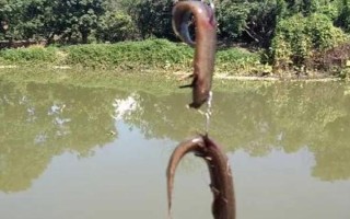 釣魚(yú)掛泥鰍的方法，常用背掛法、鼻掛法和尾掛法