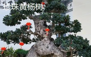黃楊樹有哪些好品種，小葉珍珠黃楊樹品質(zhì)最佳
