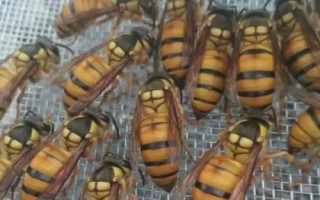 胡蜂的種類，常見品種為金環(huán)胡蜂、黑尾胡蜂、黃腰胡蜂等