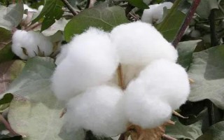 新彩棉23號(hào)（棕）棉花種子介紹，生育期122天