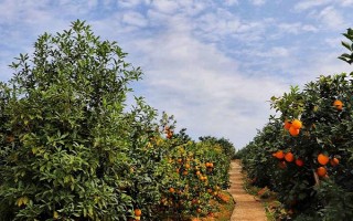 臍橙的種植條件，土壤厚度不可低于0.8m