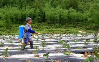 種植茄子的株行距，一般是40-45厘米×60-65厘米