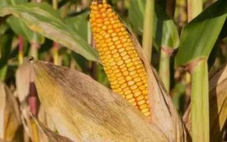 卓科100玉米種簡介，平均生育期100.5天