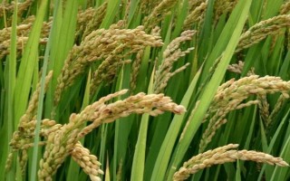 源粳1號(hào)水稻品種的特性，4月中旬播種