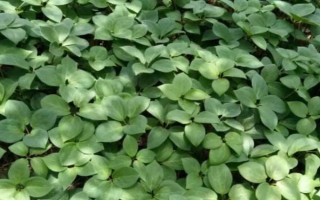 重樓種子怎么浸泡催芽，使用溫水浸泡催芽
