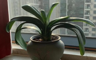夏季君子蘭種植技術(shù)，白天應(yīng)將其置于見不到陽光的室內(nèi)