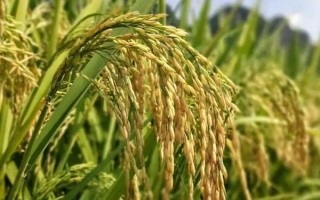 荃優(yōu)0861水稻種子簡介，栽插密度5萬穴/畝左右