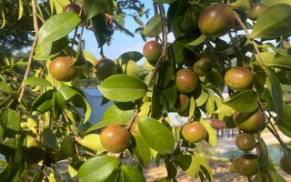 油茶樹(shù)有哪些高產(chǎn)品種，以下6種的產(chǎn)量較高